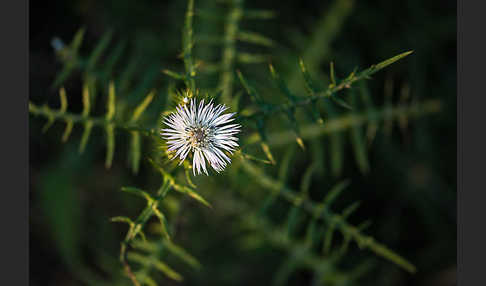 Milchfleckdistel (Galactites tomentosa)