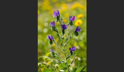 Wegerichblättriger Natternkopf (Echium plantagineum)