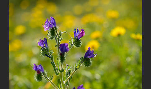 Wegerichblättriger Natternkopf (Echium plantagineum)