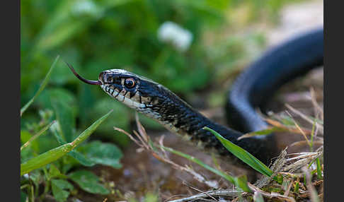 Gelbgrüne Zornnatter (Hierophis viridiflavus)