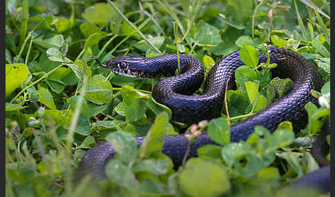 Gelbgrüne Zornnatter (Hierophis viridiflavus)