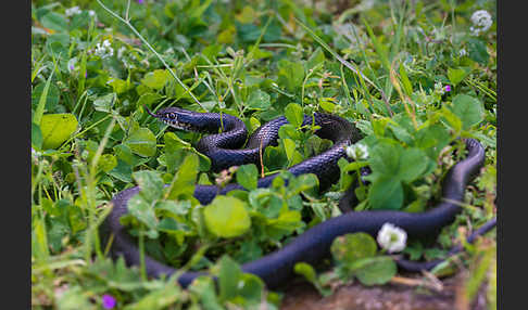 Gelbgrüne Zornnatter (Hierophis viridiflavus)