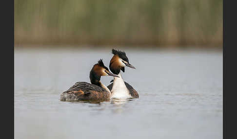 Haubentaucher (Podiceps cristatus)