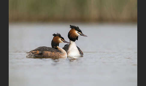 Haubentaucher (Podiceps cristatus)