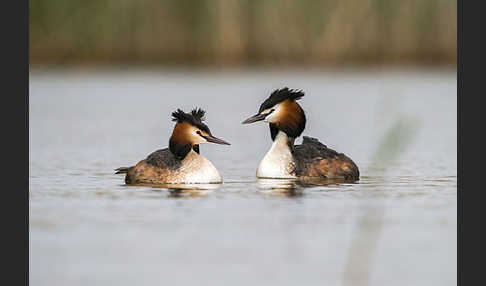 Haubentaucher (Podiceps cristatus)