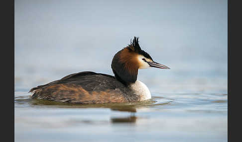 Haubentaucher (Podiceps cristatus)