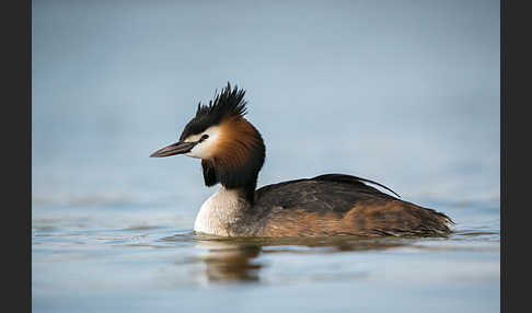 Haubentaucher (Podiceps cristatus)