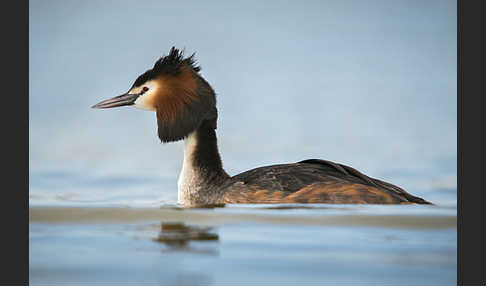 Haubentaucher (Podiceps cristatus)