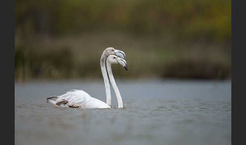 Rosaflamingo (Phoenicopterus roseus)