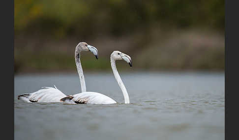 Rosaflamingo (Phoenicopterus roseus)