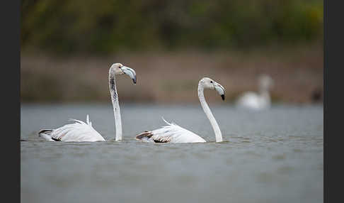 Rosaflamingo (Phoenicopterus roseus)