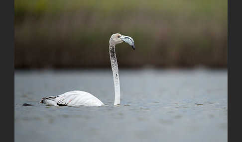 Rosaflamingo (Phoenicopterus roseus)