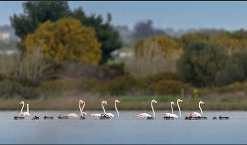 Rosaflamingo (Phoenicopterus roseus)