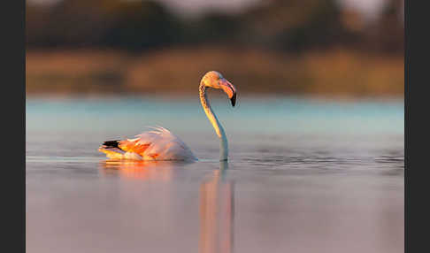 Rosaflamingo (Phoenicopterus roseus)