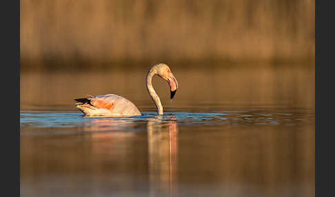 Rosaflamingo (Phoenicopterus roseus)