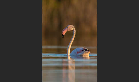 Rosaflamingo (Phoenicopterus roseus)