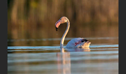 Rosaflamingo (Phoenicopterus roseus)