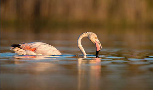 Rosaflamingo (Phoenicopterus roseus)