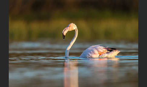 Rosaflamingo (Phoenicopterus roseus)