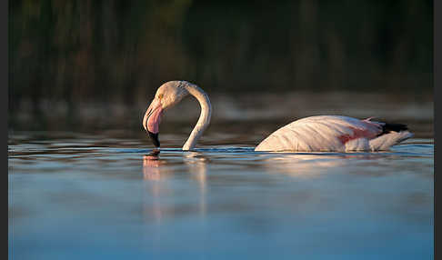 Rosaflamingo (Phoenicopterus roseus)