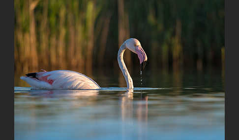 Rosaflamingo (Phoenicopterus roseus)