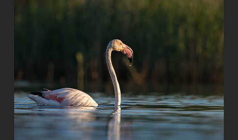 Rosaflamingo (Phoenicopterus roseus)