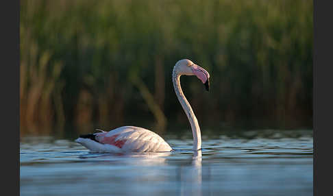 Rosaflamingo (Phoenicopterus roseus)