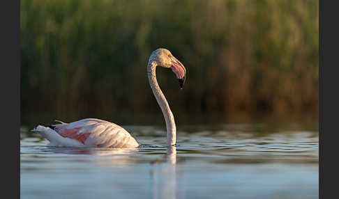 Rosaflamingo (Phoenicopterus roseus)