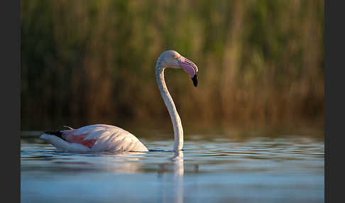 Rosaflamingo (Phoenicopterus roseus)