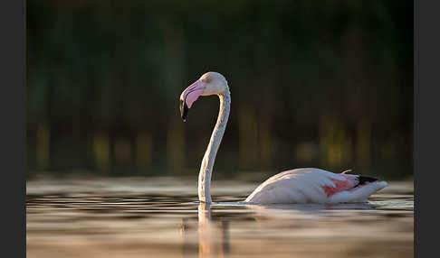 Rosaflamingo (Phoenicopterus roseus)