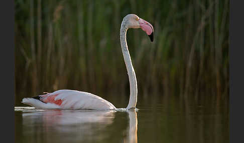 Rosaflamingo (Phoenicopterus roseus)