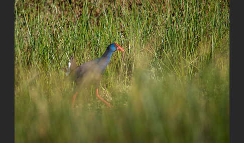 Purpurhuhn (Porphyrio porphyrio)