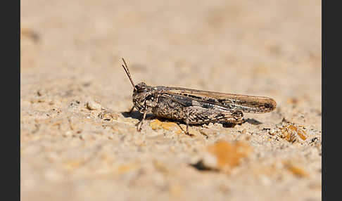 Ödlandschrecke spec. (Acrotylus insubricus)