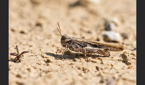 Ödlandschrecke spec. (Acrotylus insubricus)