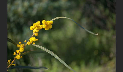 Weidenblatt-Akazie (Acacia saligna)