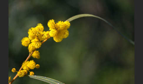 Weidenblatt-Akazie (Acacia saligna)