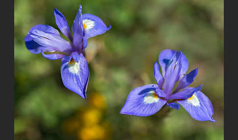 Mittags-Schwertlilie (Gynandiris sisyrinchium)