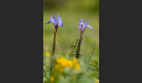 Mittags-Schwertlilie (Gynandiris sisyrinchium)