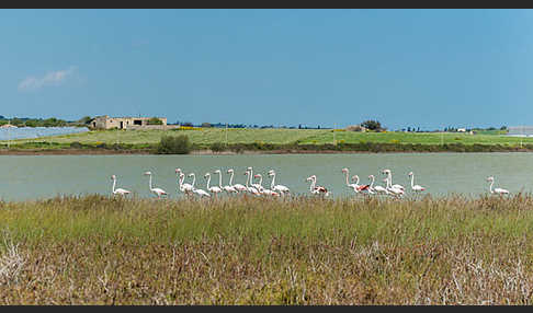 Rosaflamingo (Phoenicopterus roseus)