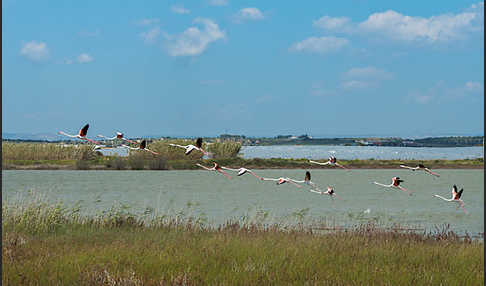 Rosaflamingo (Phoenicopterus roseus)