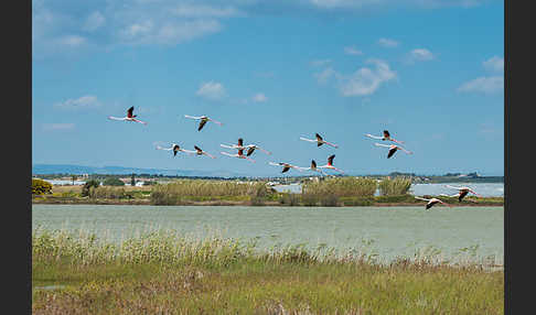 Rosaflamingo (Phoenicopterus roseus)