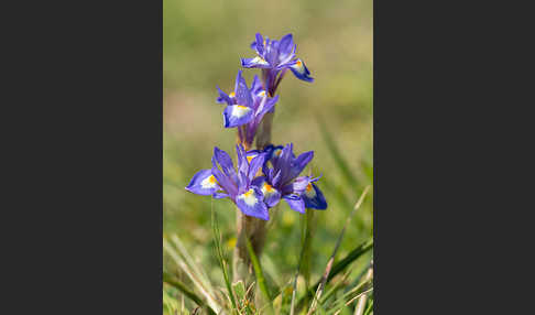 Mittags-Schwertlilie (Gynandiris sisyrinchium)