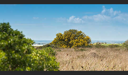 Weidenblatt-Akazie (Acacia saligna)