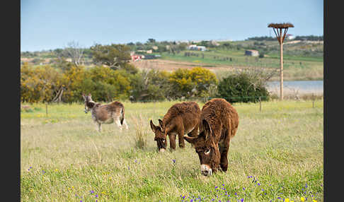 Hausesel (Equus asinus)