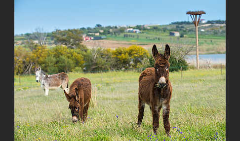 Hausesel (Equus asinus)