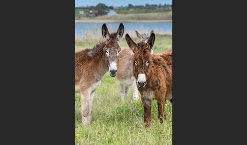 Hausesel (Equus asinus)