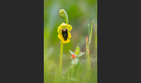 Gelbe Ragwurz (Ophrys lutea)