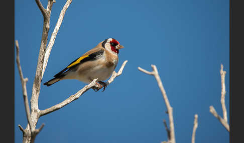 Stieglitz (Carduelis carduelis)