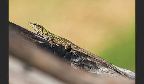 Ruineneidechse (Podarcis sicula)