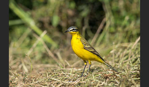 Wiesenschafstelze (Motacilla flava)